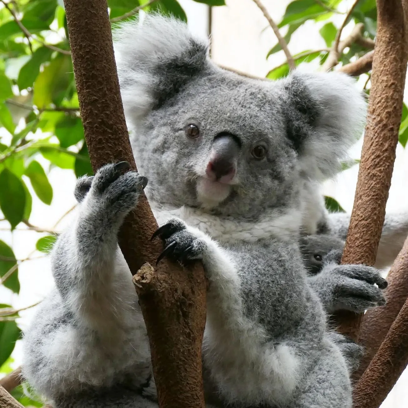 koalas, 12 Apostles