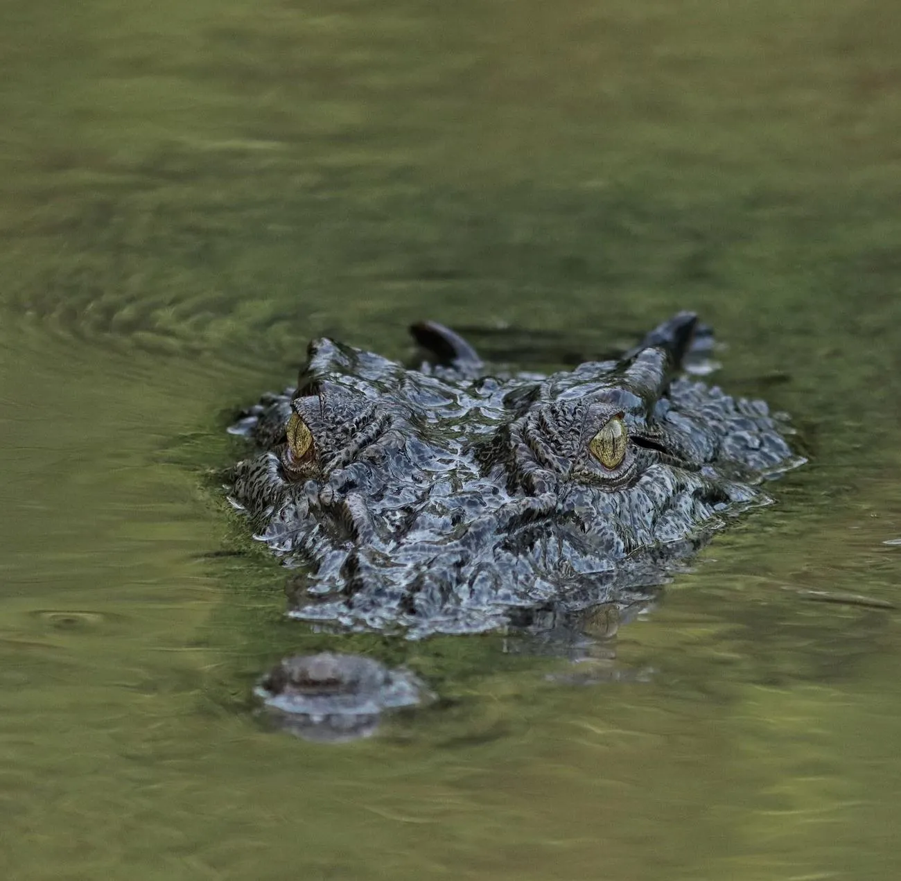 Are Crocodiles Dangerous