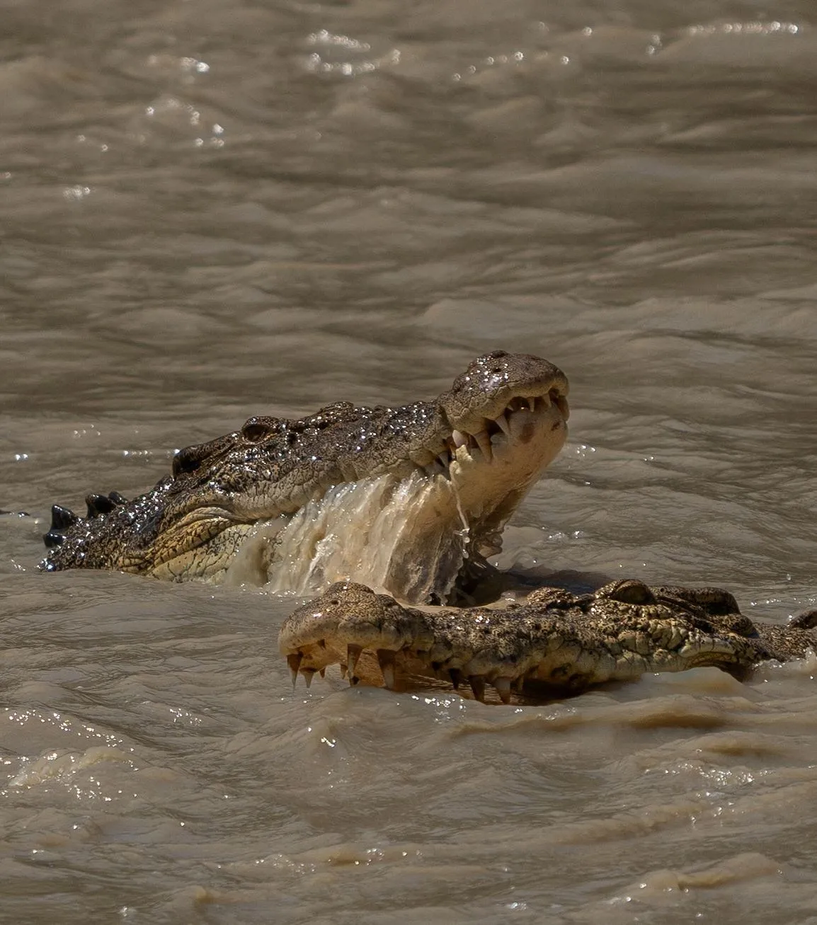 East Alligator River