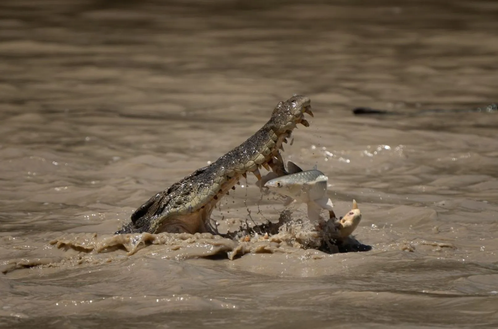 whiskeyriverla | How Many Crocodiles Are in Kakadu National Park?
