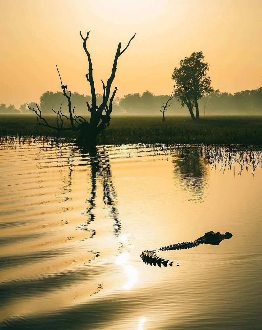 Yellow Water Billabong
